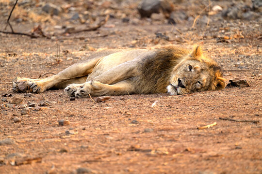 Left eye of Asiatic Lion laid flat in Gir National Park