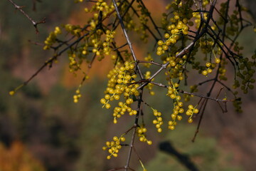 Close-up and wide shots of Korean mistletoe (Viscum coloratum), a parasitic medicinal plant with elongated leaves and yellow berries, commonly found in Korea.