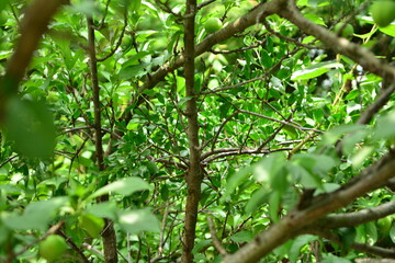 Close-up and wide shots of Korean mistletoe (Viscum coloratum), a parasitic medicinal plant with...
