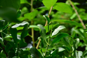 Close-up and wide shots of Korean mistletoe (Viscum coloratum), a parasitic medicinal plant with elongated leaves and yellow berries, commonly found in Korea.