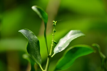 Close-up and wide shots of Korean mistletoe (Viscum coloratum), a parasitic medicinal plant with elongated leaves and yellow berries, commonly found in Korea.