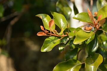 Close-up of Quercus mistletoe, a parasitic plant on oak trees, used in traditional Korean herbal medicine.