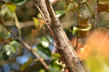 Close-up of Quercus mistletoe, a parasitic plant on oak trees, used in traditional Korean herbal medicine.