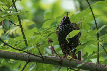 bird on a branch