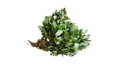 Purslane (Portula oleracea), used in soups, tzatziki, and salads, is a naturally green vegetable that is rich in omega-3 fatty acids, vitamin C, vitamin A, and fiber while being low in calories.