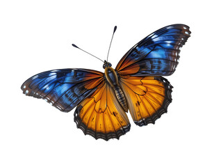 Fototapeta premium Blue and orange butterfly mid-air, no background.