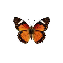Graceful butterfly cutout on transparent background nature close-up vibrant colors detailed view