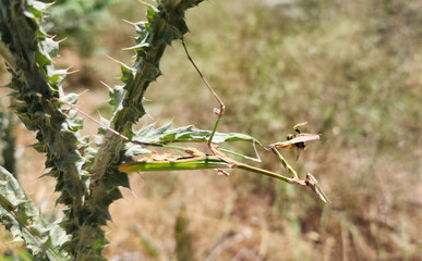 A green mantis, perfectly camouflaged on a kangal flower, patiently waits for its reward—snatching a wild wasp for lunch in nature’s delicate yet ruthless balance.