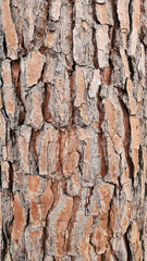The bark texture of the stone pine (Pinus pinea) forms intricate, rugged patterns—nature’s own artistry—inviting inspiration for creative designs that mimic its timeless elegance.