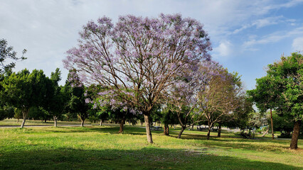 Jacaranda trees bloom in waves of vibrant blue, painting city parks with tropical elegance, their delicate petals dancing in the warm late-May breeze.