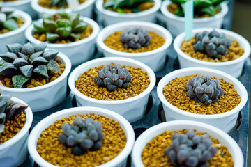 Haworthia, succulent plant, green hybrid many lot pots