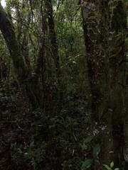 forest, tree, nature, green, trees, path, woods, wood, landscape, park, summer, rainforest, environment, natural, moss, wilderness, plant, leaf, outdoors, fern, trail, water, trunk, woodland