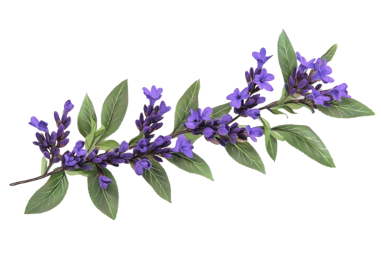 Pdtnvjvdw High Quality Photo Of Lu  isolated on a transparent background