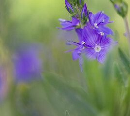 Beautiful close-up of veronica teucrium