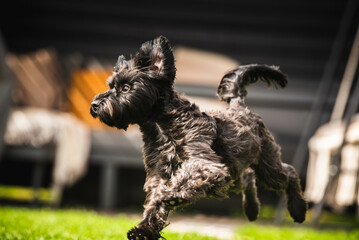 An Incredibly Playful Black Dog is Joyfully Running on Lush Green Grass Beneath a Bright Summer...