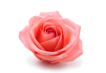 Perfect Pink Rose On White Background