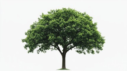 Obraz premium Lonely green tree with thick foliage in a vast open field nature photography serene environment captivating viewpoint symbolizing solitude