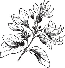 Vector sketch of honeysuckle flowers. Vector illustration of a Beautiful flower with a bouquet honeysuckle flowers and leaves. vintage floral vector illustration, detailed flower coloring pages printa