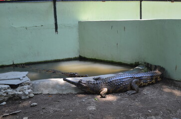all animals that live in the zoo