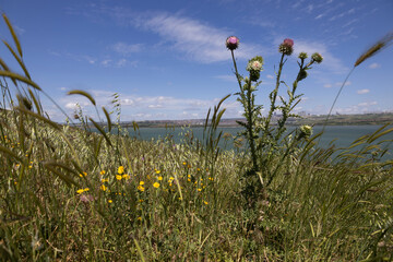 Wild Thistle and Yellow Flowers on a Windy Hillside Overlooking a Lake