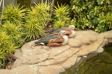 all animals that live in the zoo