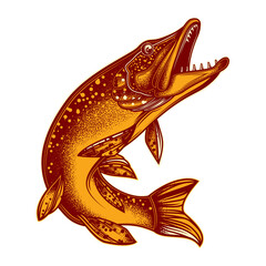 Original illustration in vintage style. Pike fish. T-shirt design, stickers, print.
