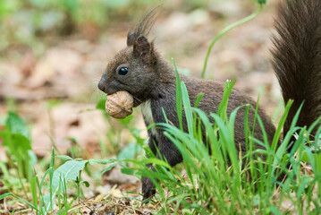 Eurasian red squirrel with walnut in his mouth (Sciurus vulgaris)
