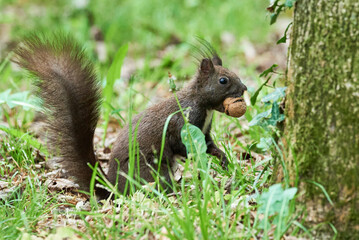 Eurasian red squirrel with walnut in his mouth (Sciurus vulgaris)