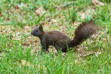 Eurasian red squirrel close-up (Sciurus vulgaris)