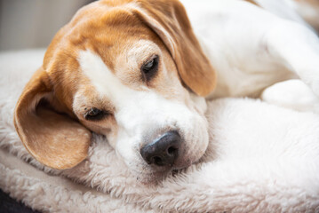 A Sleepy Beagle Dog Resting Comfortably on a Soft, Cozy Blanket in a Peaceful and Warm Environment with Love