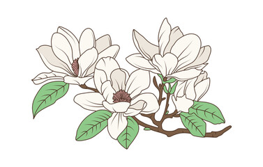 Magnolia flower branch with blooming petals and green leaves in vintage botanical line art style, flat hand drawn vector illustration