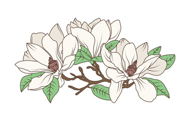 Magnolia flower branch with blooming petals and green leaves in vintage botanical line art style, flat hand drawn vector illustration
