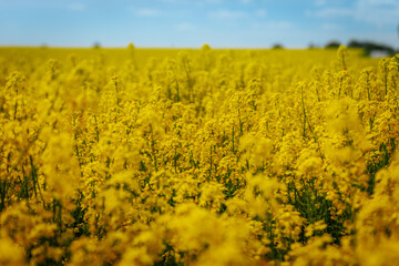 Obraz premium Tall yellow rapeseed flowers in full bloom rise toward a soft blue sky with light clouds, creating a vibrant and colorful agricultural landscape.