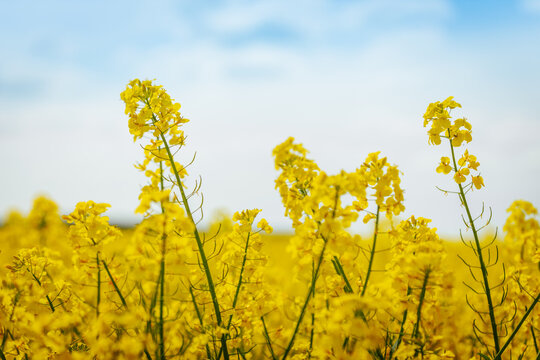 Tall yellow rapeseed flowers in full bloom rise toward a soft blue sky with light clouds, creating a vibrant and colorful agricultural landscape.