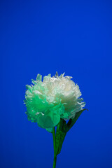 White peony flower in neon light on blue background