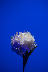 White peony flower in neon light on blue background