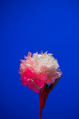 White peony flower in neon light on blue background