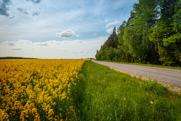 A scenic country road runs alongside a vibrant rapeseed field in full bloom, bordered by lush green...
