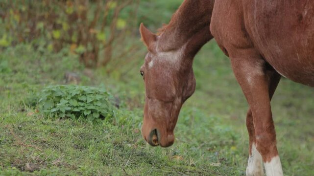 Chestnut horse with identification number on its coat peacefully grazes on green grass in a tranquil pasture, showcasing its natural beauty and calm demeanor