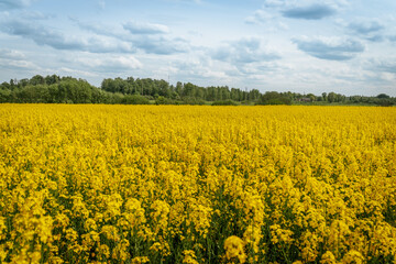 Fototapeta premium Expansive rapeseed field in full bloom under a vibrant sky with sunbeams and scattered clouds, framed by a distant line of trees.