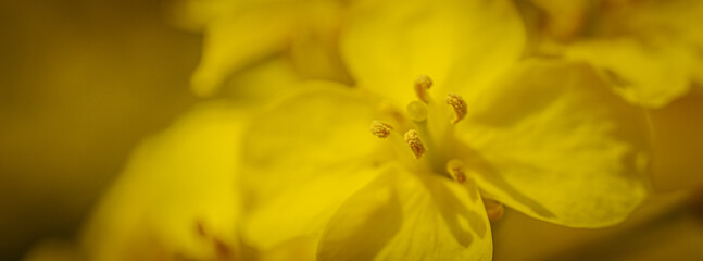 Fototapeta premium Extreme close-up of a rapeseed flower revealing vivid yellow petals and detailed reproductive structures with soft, natural lighting.