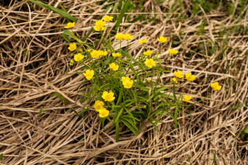Yellow wildflowers, ranunculus japonicas or the Japanese buttercup growing in a dry grass in an...