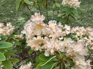 apple tree blossom