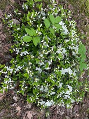 spring in the garden