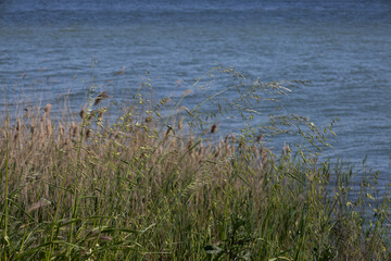 lake view, cityscape, urban skyline, lakefront, reeds, water plants, natural habitat, modern city, distant buildings, grass foreground, nature and city, blue sky, green grass, lakeside, calm water, sc