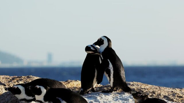 African many penguin closeup group mating on beach in Simon s Town, South Africa, breeding season behavior, natural courtship rituals. Intimate moments of mating, bonding, nesting on coastal dunes