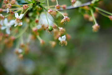 Close-up of a blooming cherry branch with small green berry buds