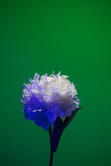 White peony flower in neon light on green background