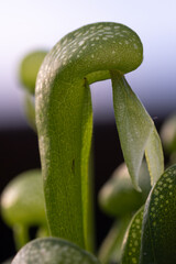 California pitcher plant, Cobra lily fascinating carnivorous plant