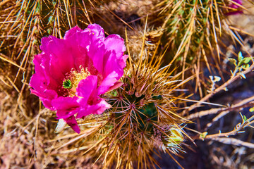 Magenta Cactus Flower and Golden Spines with Sunlit Detail Close Up